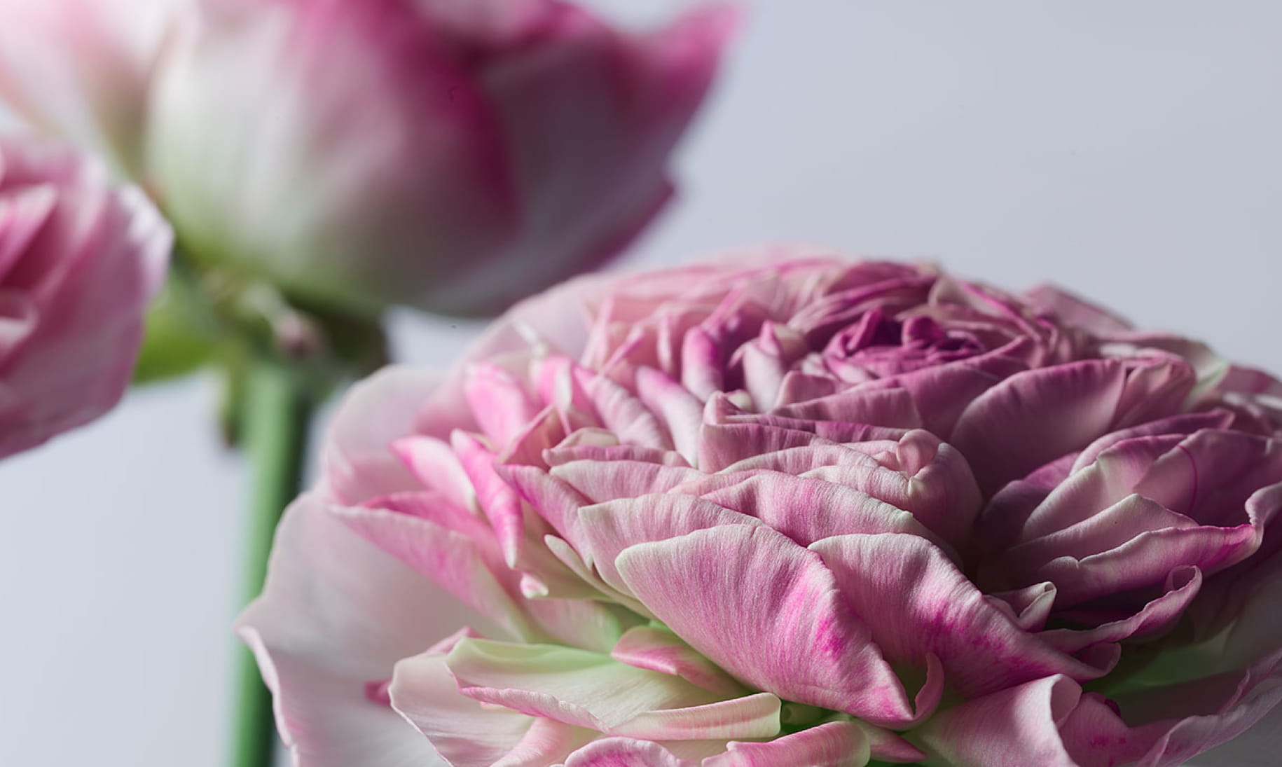 CITIZEN xC 30th Anniversary BLOOM YOUR LIFE CAMPAIGN