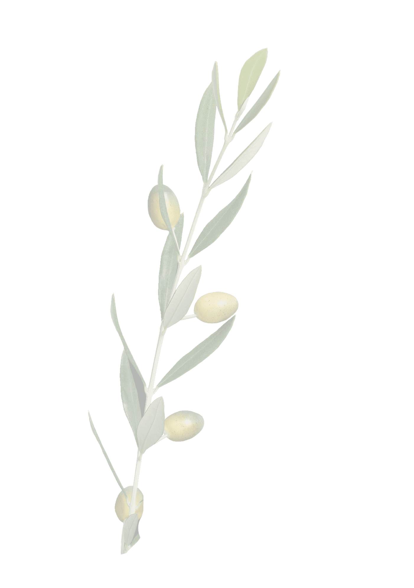 景子様 KEIKO KITAGAWA Limited Model | クロスシー ブランドサイト